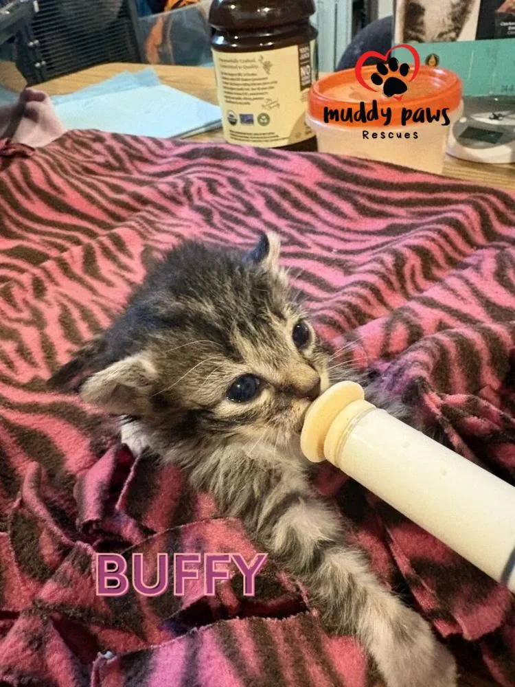 A baby small-sized female Domestic Short Hair cat named Slayer Litter:  Buffy for adoption in Council Bluffs, IA