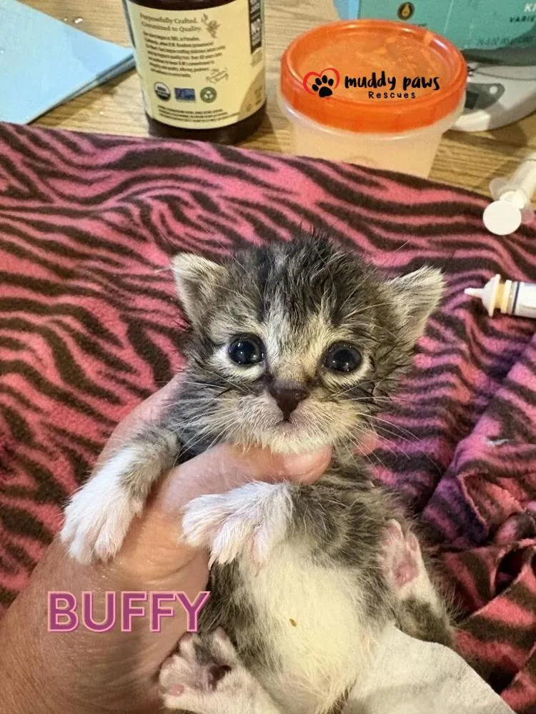 Slayer Litter:  Buffy thumbnail 2