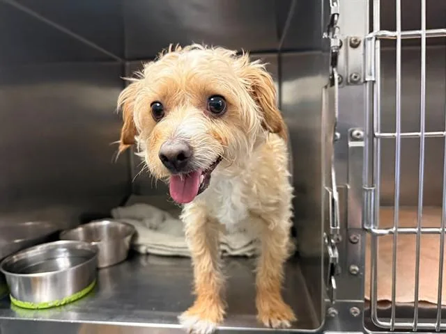A young small-sized male Terrier dog named Alpine for adoption in Antioch, CA
