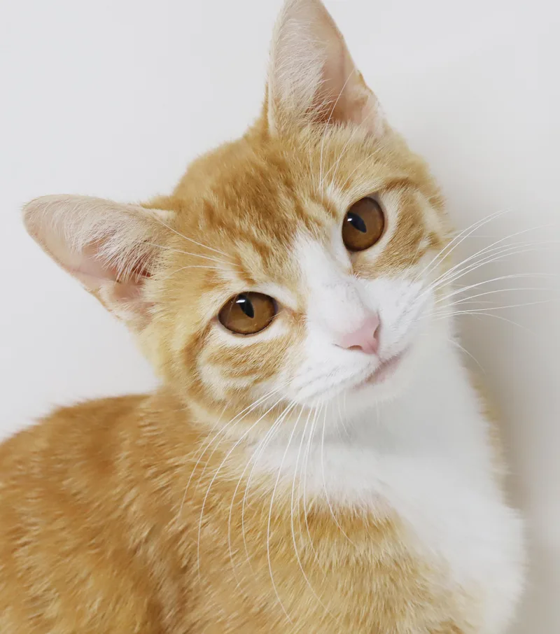 A young small-sized female Orange & White Tabby cat named Auntie Annie Is Amazing for adoption in Bedford Hills, NY