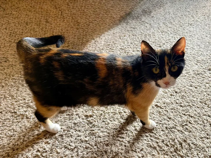 An adult medium-sized female Calico Domestic Short Hair cat named Daniela for adoption in Mount Juliet, TN