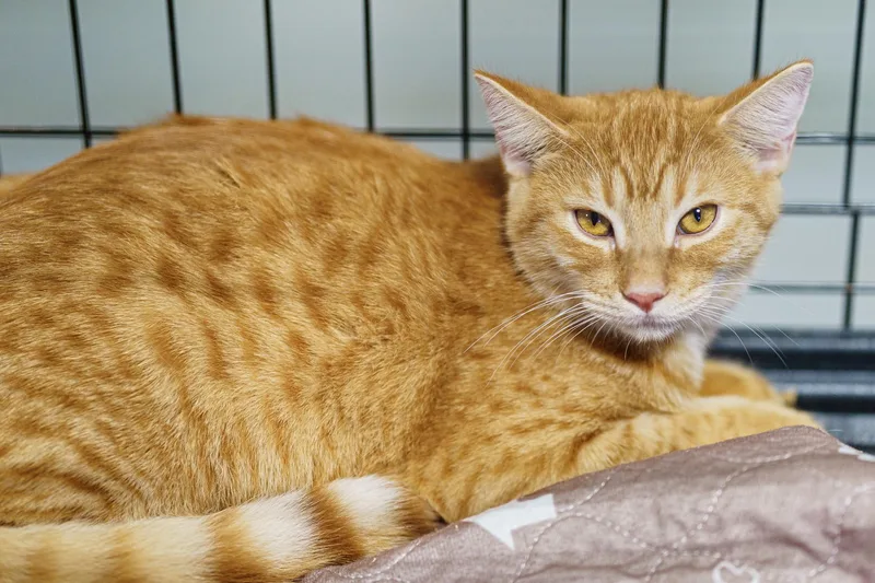 Blackstone thumbnail 2