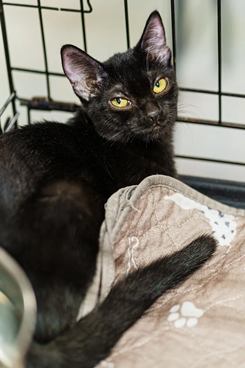 Blackstone thumbnail 3