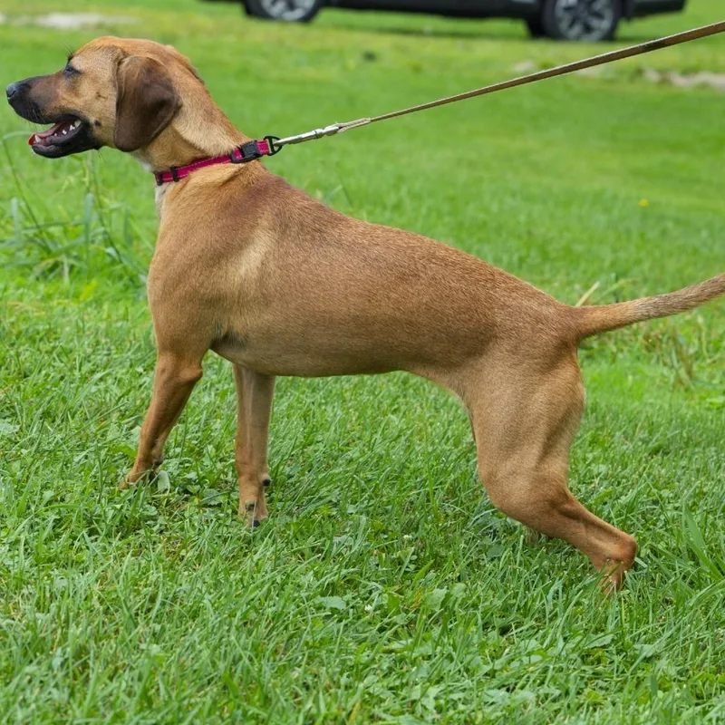 A young medium-sized female Yellow / Tan / Blond / Fawn Beagle dog named Chelsea for adoption in South Elgin, IL