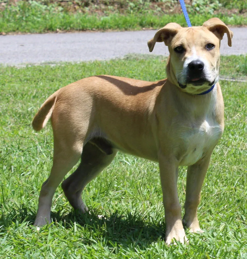 A young medium-sized male Terrier dog named Gus for adoption in Prattville, AL