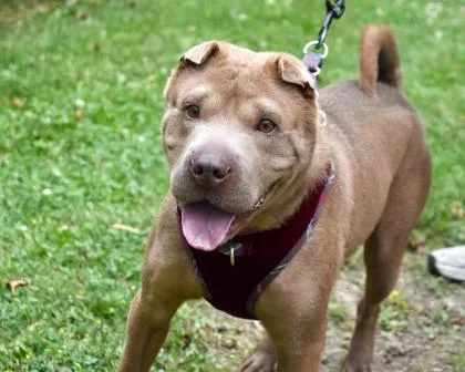A young large-sized male Shar-Pei dog named Blue for adoption in West Seneca, NY