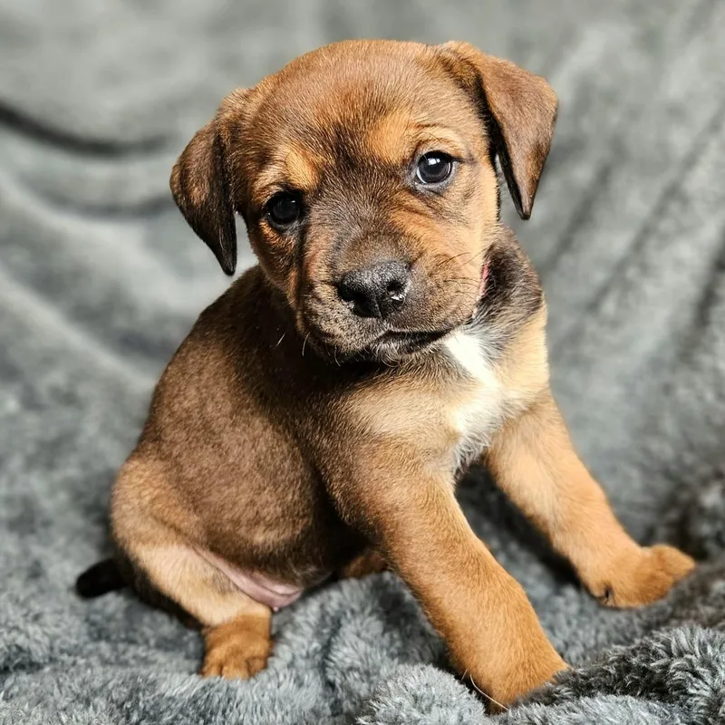 A baby medium-sized female Brown / Chocolate American Foxhound dog named Phoenix for adoption in Fairfax Station, VA