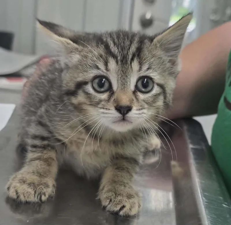 A baby small-sized female Domestic Short Hair cat named Donna for adoption in Hillsdale, IN