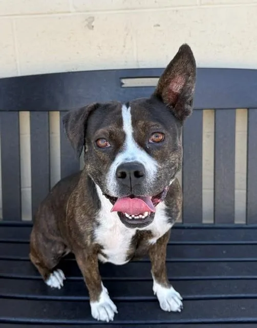A young medium-sized female Pit Bull Terrier dog named Frida for adoption in Downey, CA