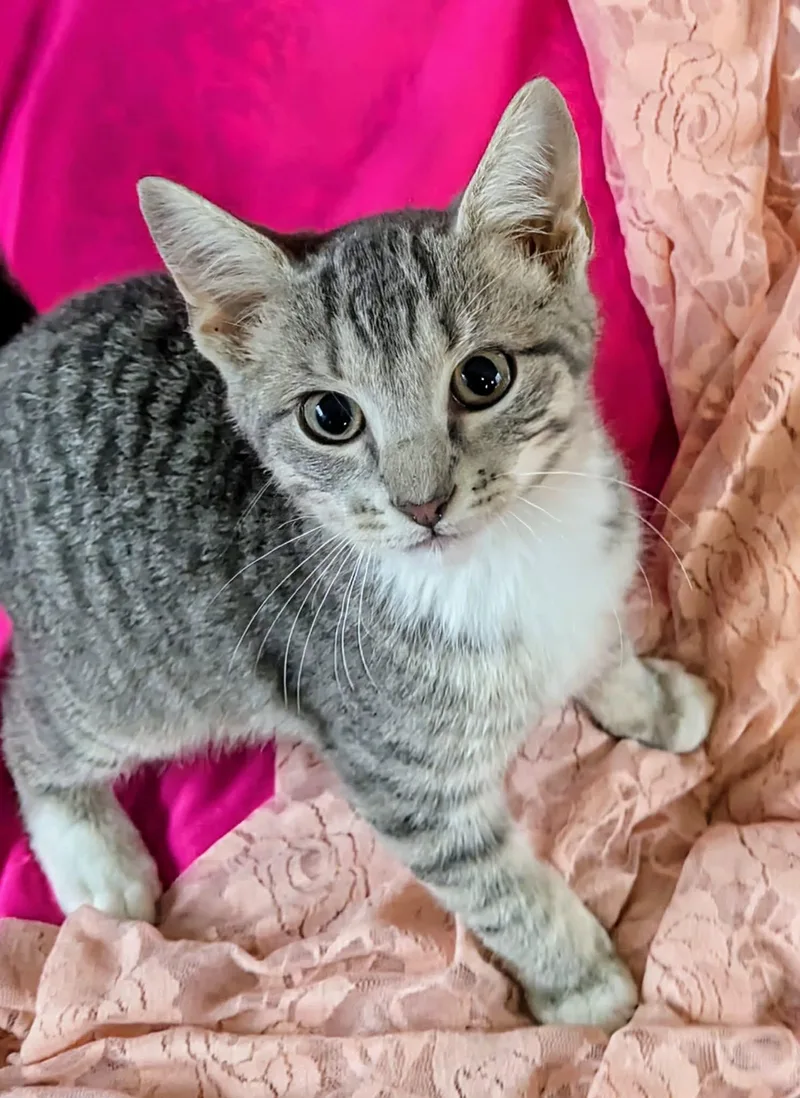 A young medium-sized male Tabby (Gray / Blue / Silver) Domestic Short Hair cat named Shai for adoption in Jacksonville, TX