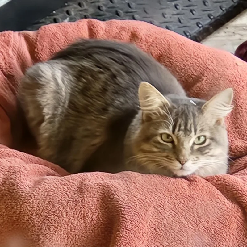 Maru