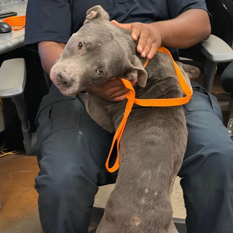 An adult medium-sized male Gray / Blue / Silver Mixed Breed dog named Cinnabun for adoption in Memphis, TN