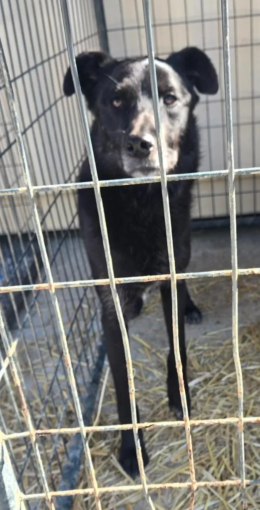 An adult medium-sized male Labrador Retriever dog named Sweet Heart? Sam? for adoption in Greencastle, IN