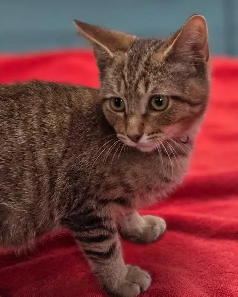 A young medium-sized male Domestic Short Hair cat named Flair for adoption in Merrillville, IN