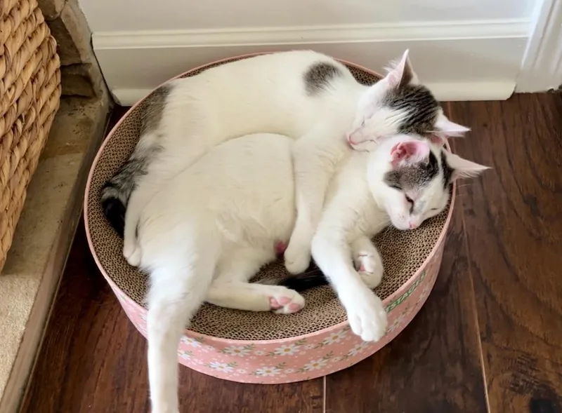 A young medium-sized female Domestic Short Hair cat named Cupcake for adoption in Youngsville, NC