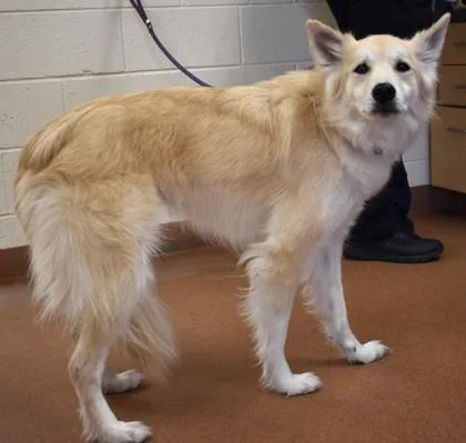 An adult medium-sized female Shepherd dog named Loretta for adoption in Spanish Fork, UT