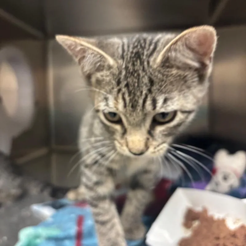 A baby small-sized female Brown / Chocolate Domestic Short Hair cat named Chloe for adoption in Lakeland, FL