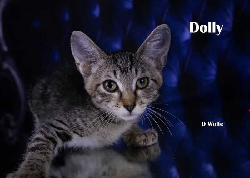A baby medium-sized female Gray / Blue / Silver Domestic Short Hair cat named Dolly for adoption in York, NE