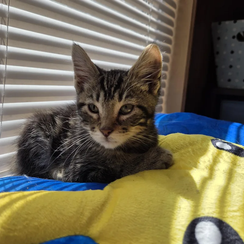 A baby small-sized male Tabby (Brown / Chocolate) Domestic Short Hair cat named Bean for adoption in Columbia, MO