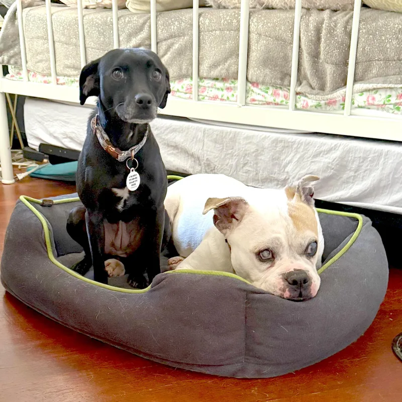 An adult small-sized female Black Chihuahua dog named Jolene for adoption in Sun Valley, CA