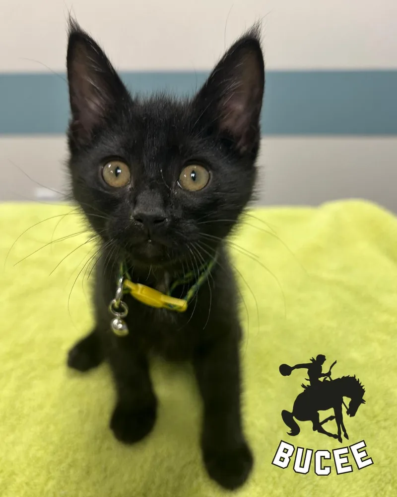A baby small-sized male Domestic Short Hair cat named Buccee for adoption in Toledo, OH