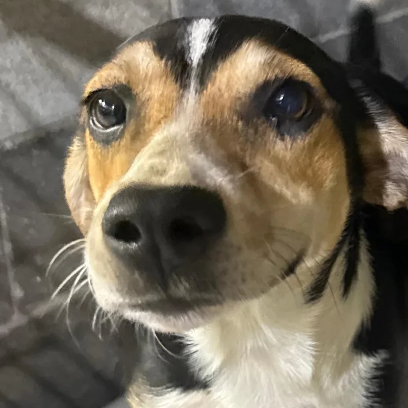 A young medium-sized female Hound dog named Sadie for adoption in Gainesville, GA