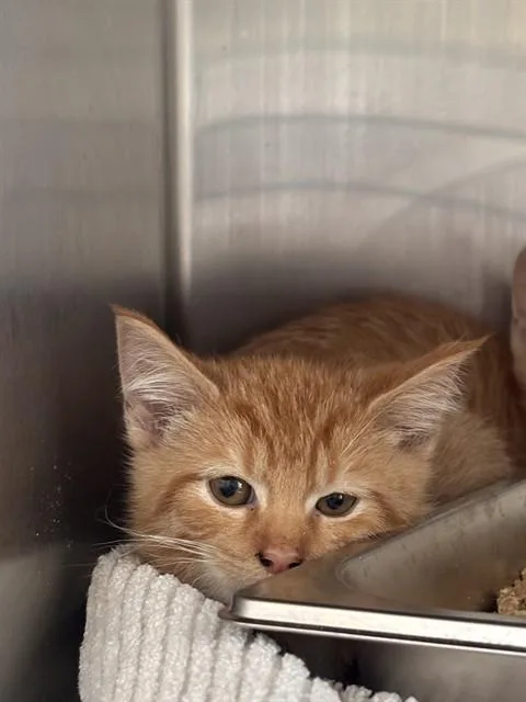 A baby small-sized male Domestic Short Hair cat named Twisted Tangerine for adoption in Upper Marlboro, MD
