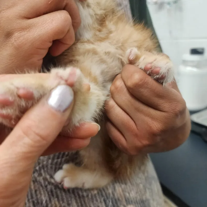 A baby small-sized male Orange / Red Domestic Medium Hair cat named Nacho for adoption in Evensville, TN