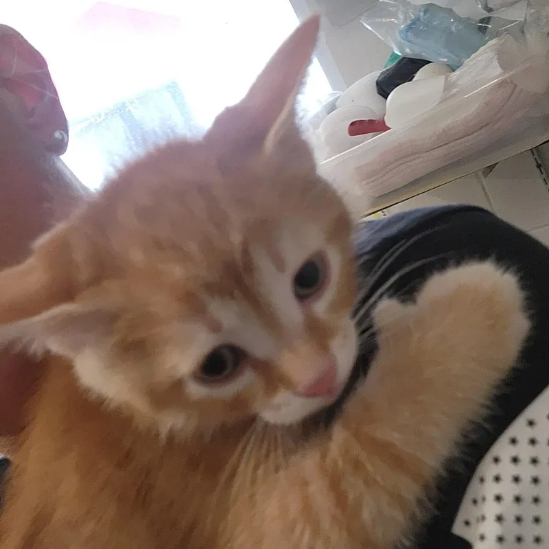 Nacho thumbnail 4