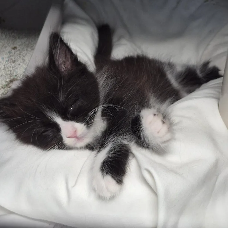 A baby small-sized female Black American Shorthair cat named Tiny Tornado for adoption in Freeport, FL