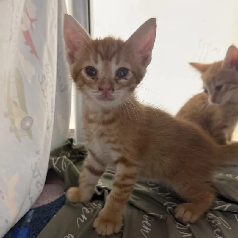 A baby small-sized male Orange / Red Domestic Short Hair cat named Rustonc for adoption in East Saint Louis, IL