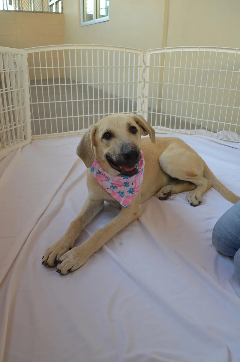 A baby extra large-sized female Anatolian Shepherd dog named Ginger for adoption in McKinney, TX