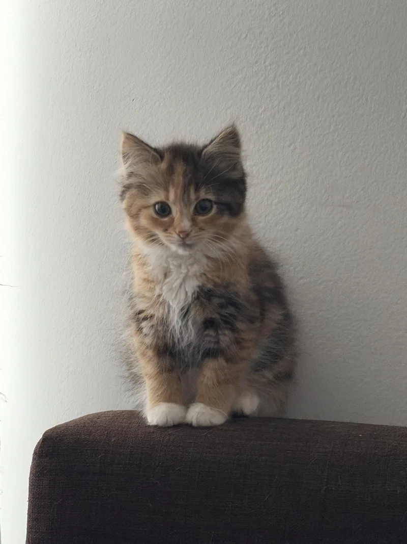 A baby medium-sized female Domestic Medium Hair cat named Marie for adoption in Herndon, VA