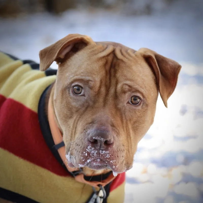 A young large-sized male Yellow / Tan / Blond / Fawn American Staffordshire Terrier dog named Rudy for adoption in Briarcliff Manor, NY