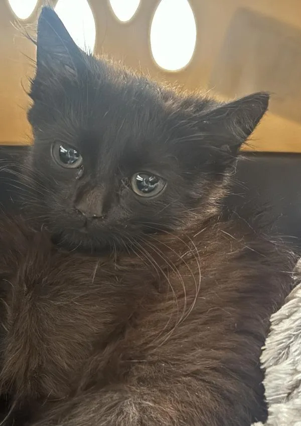 A baby small-sized male Domestic Short Hair cat named Hilti for adoption in Ridgewood, NY