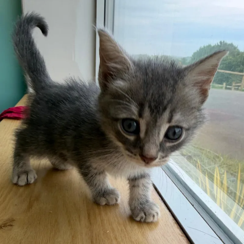 A baby small-sized male Gray / Blue / Silver Domestic Short Hair cat named Babu for adoption in Marion, VA
