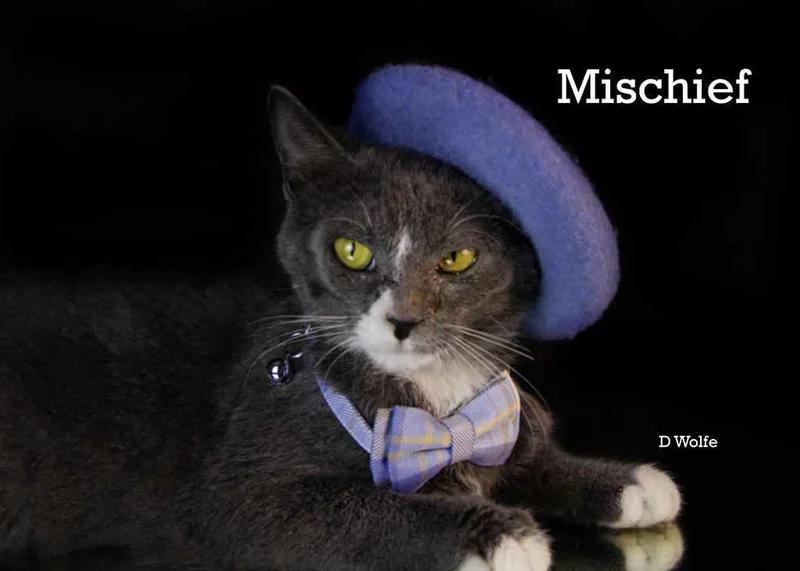 A young medium-sized male Gray & White Domestic Short Hair cat named Mischief for adoption in York, NE