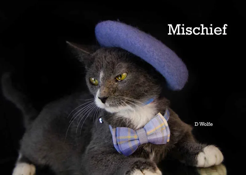 Mischief thumbnail 2
