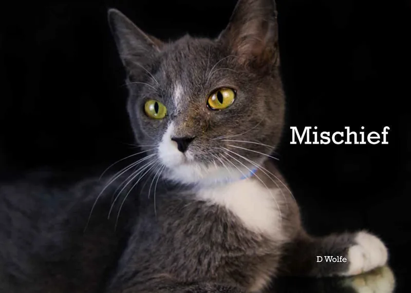 Mischief thumbnail 4