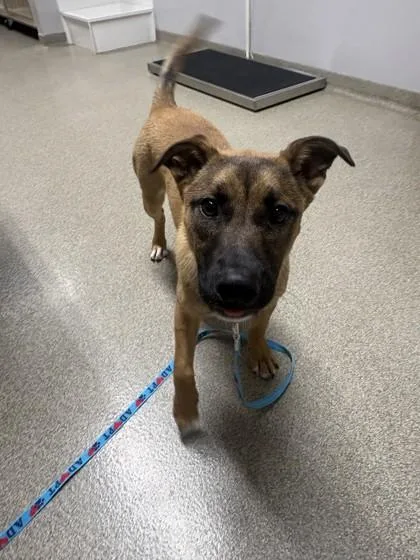 A baby medium-sized female German Shepherd Dog dog named Margaret for adoption in Pequot Lakes, MN