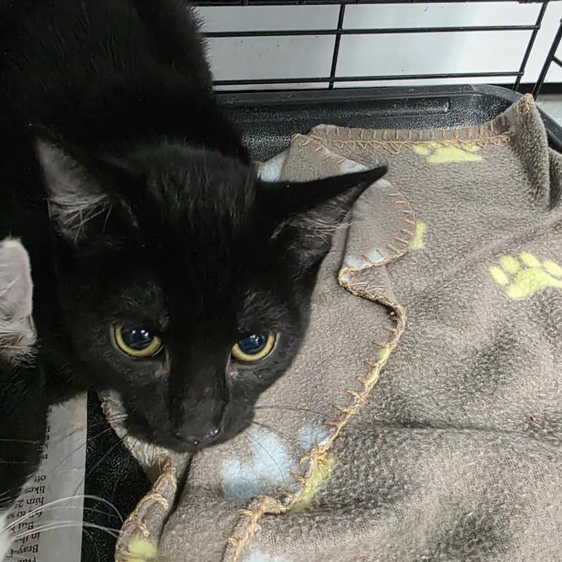 A baby small-sized female Black Domestic Short Hair cat named Jane for adoption in Duncan, OK