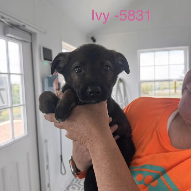 A baby medium-sized female Red / Chestnut / Orange Cattle Dog dog named Ivy for adoption in Tacoma, WA