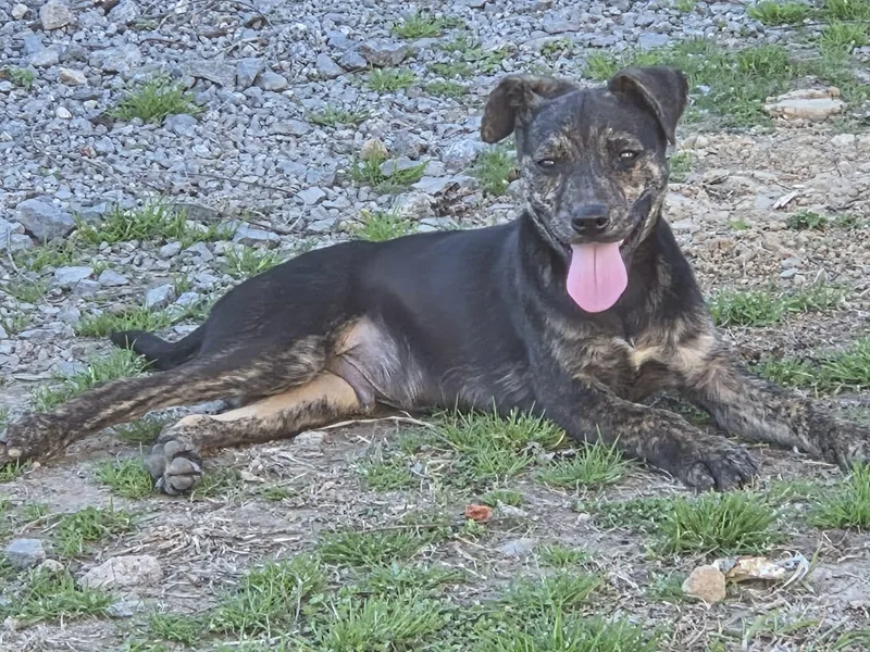A young medium-sized male Brindle Mixed Breed dog named Rex for adoption in Redfield, AR