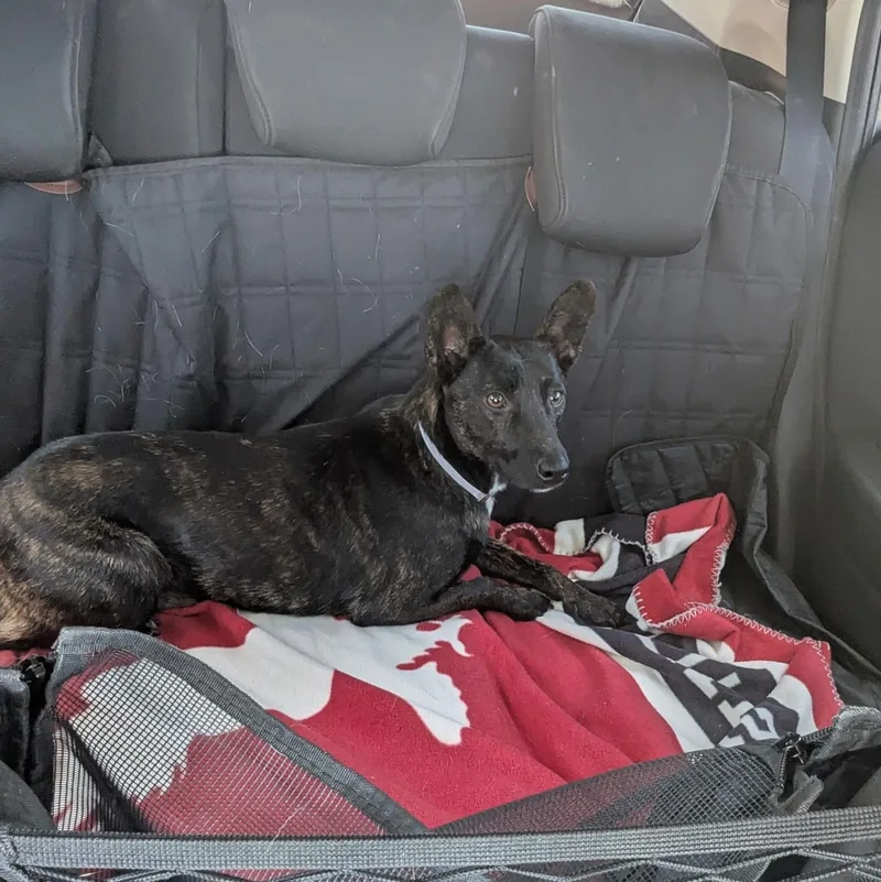 An adult medium-sized female Brindle Tennessee Treeing Brindle dog named Daisy Jane for adoption in La Mesa, CA