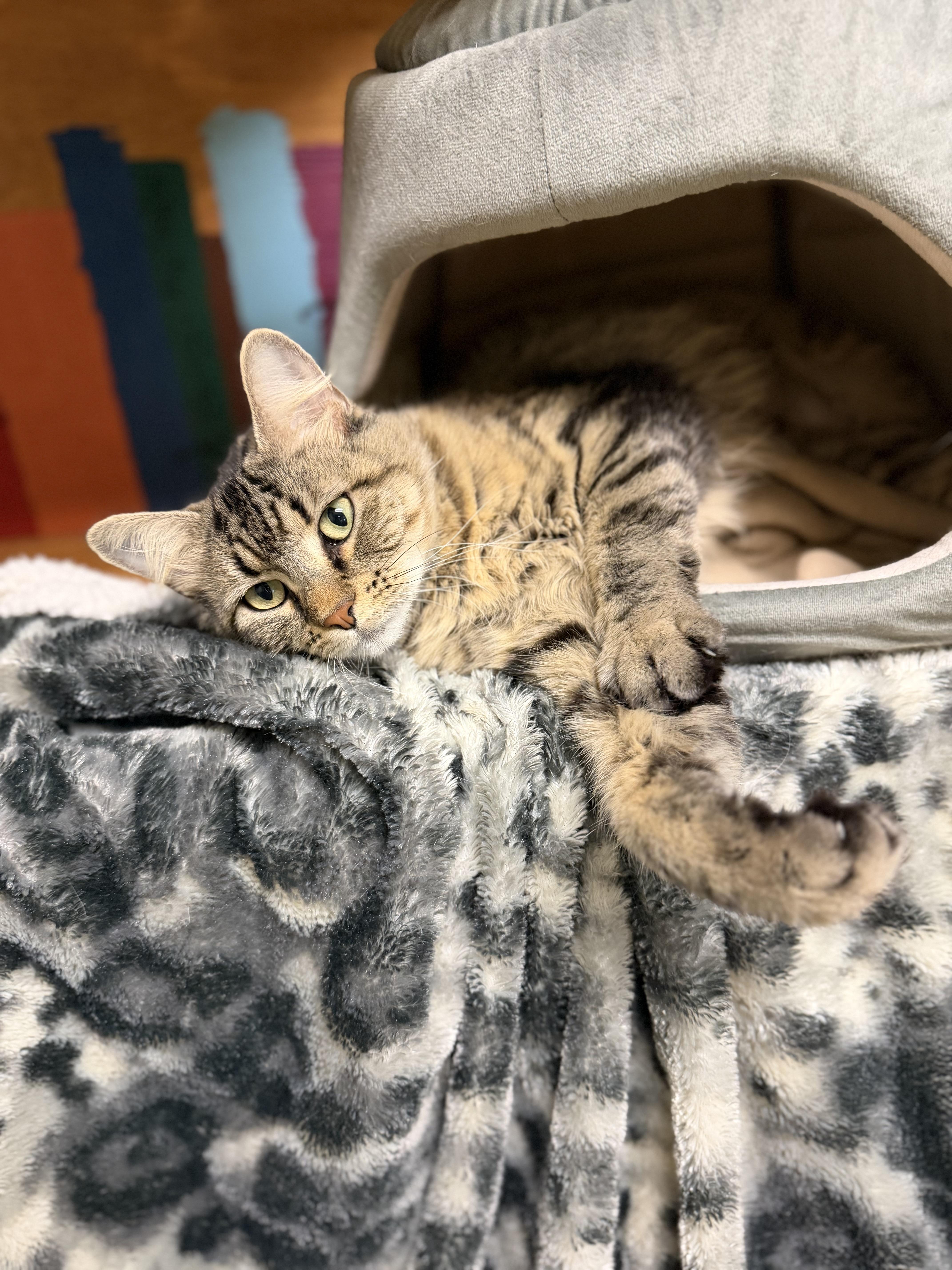 An adult medium-sized female Domestic Long Hair cat named Noodle for adoption in Dodgeville, WI