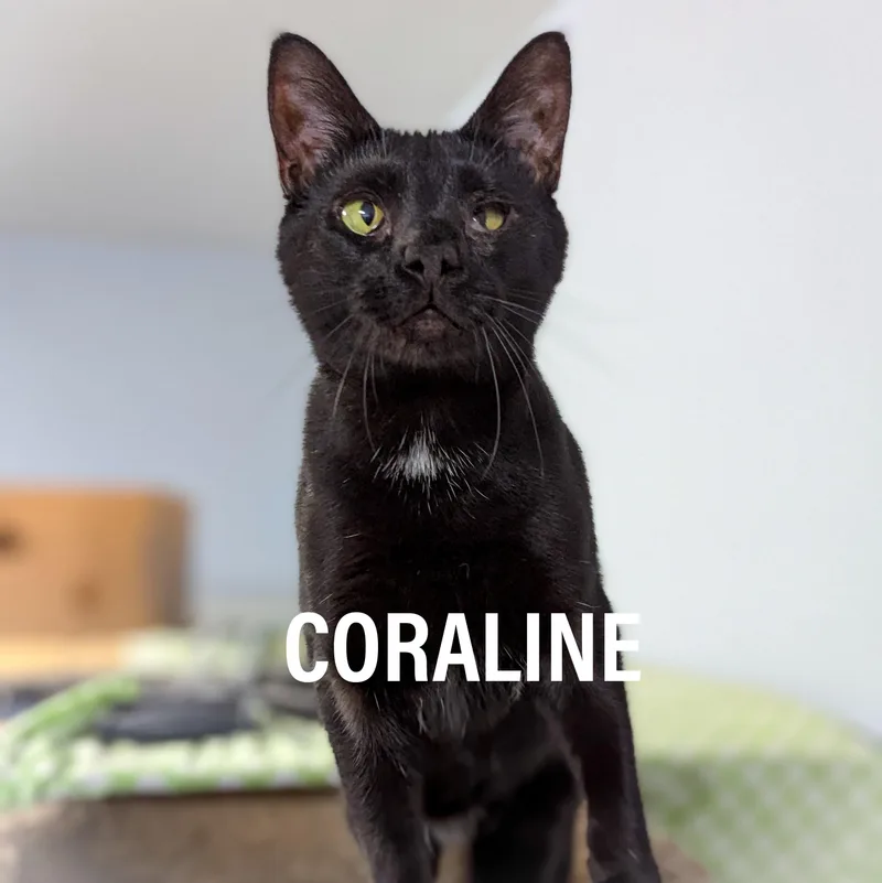 Coraline thumbnail 2