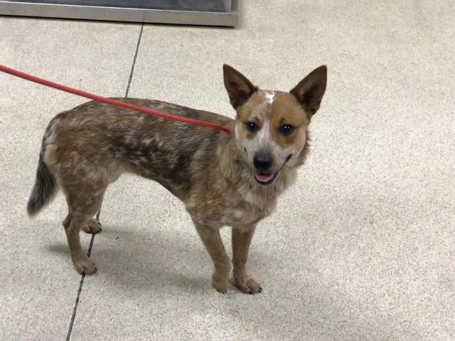 A young small-sized female Australian Cattle Dog / Blue Heeler dog named Stella for adoption in Riverside, CA