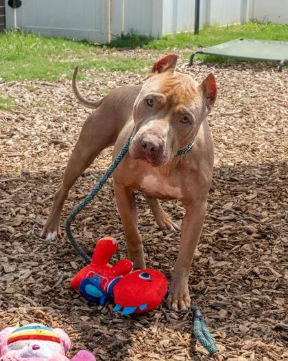 An adult large-sized male Mixed Breed dog named Peach Fuzz for adoption in Chamblee, GA