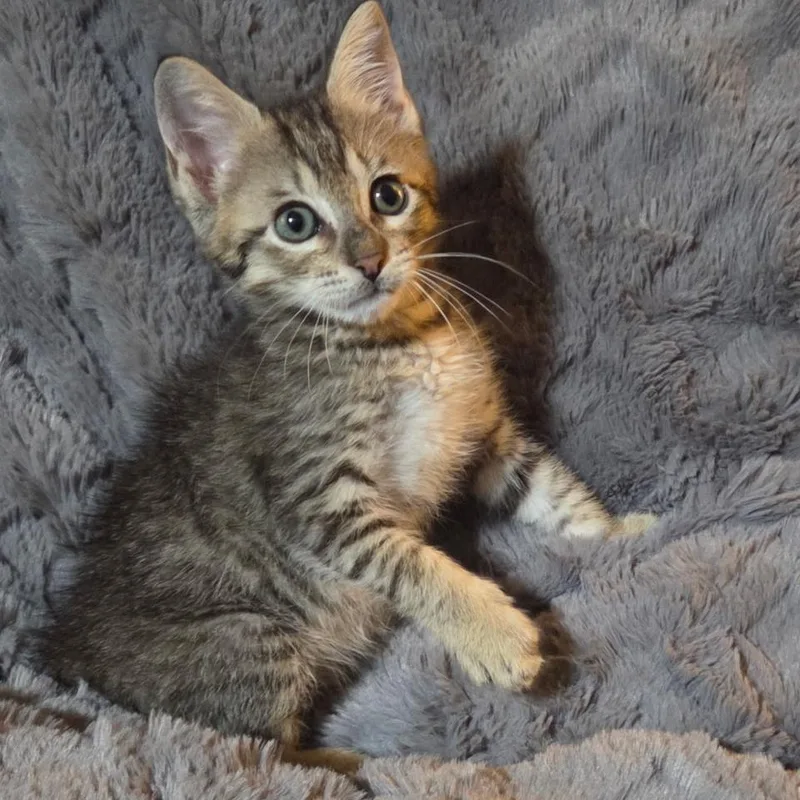 A baby small-sized male Brown / Chocolate Domestic Short Hair cat named Theodore for adoption in Houston, TX