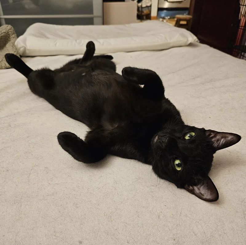 Peppermint thumbnail 3